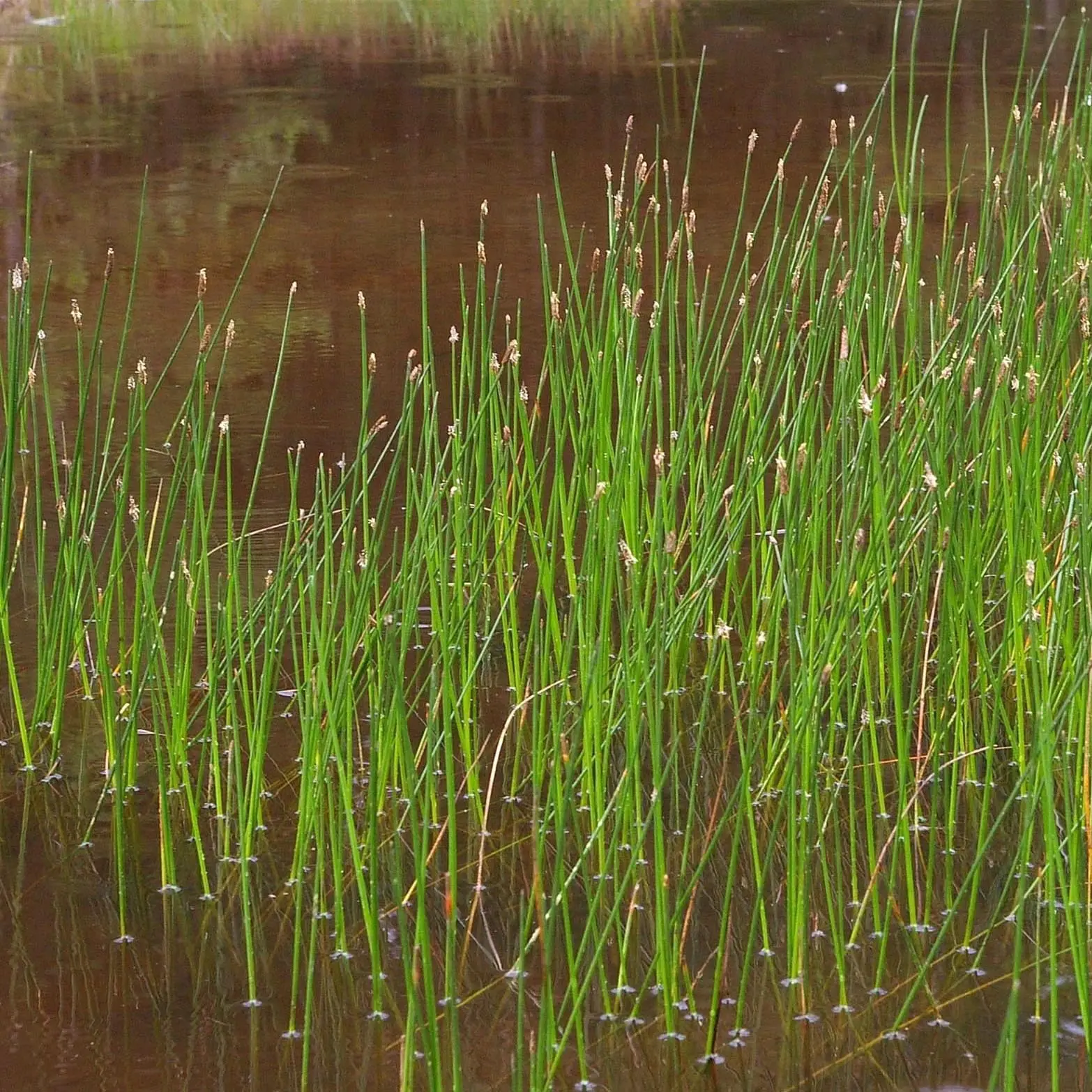 Eleocharis palustris – Scirpe des marais Godet de 8/9 cm