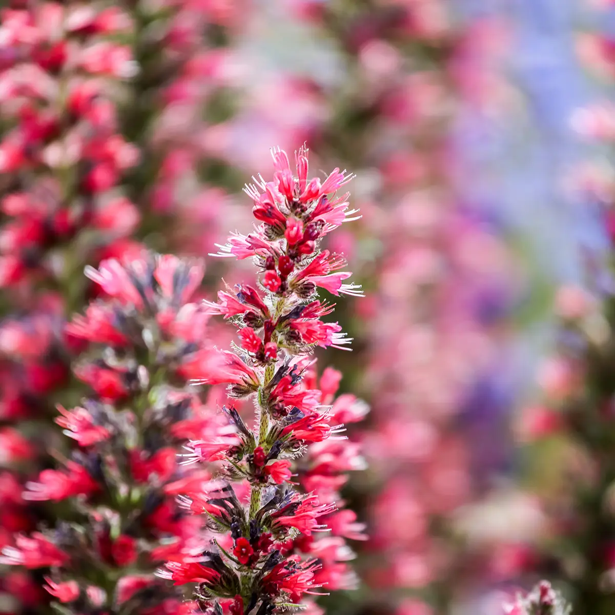 Echium amoenum Red Feathers – Vipérine rouge Godet de 8/9 cm