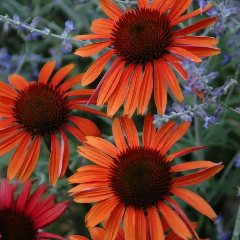 Échinacée Sundown® à fleurs Orange – feuillage Caduc – Godet – 5/20 cm- hauteur à maturité De 0,50 m à 1,00 m