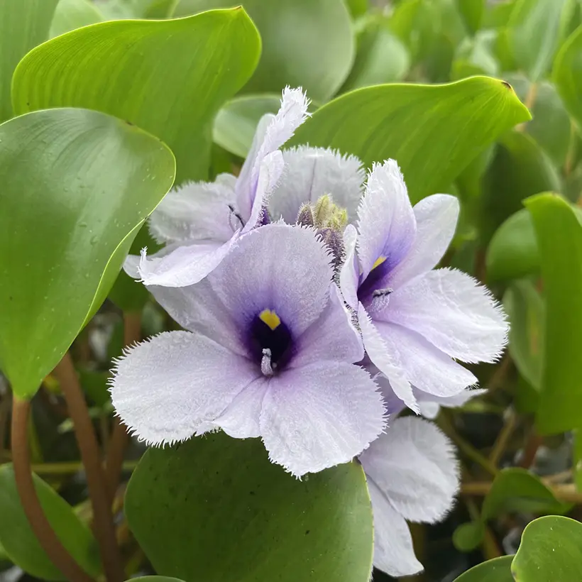Eichhornia azurea – Eichornie azur Godet de 8/9 cm