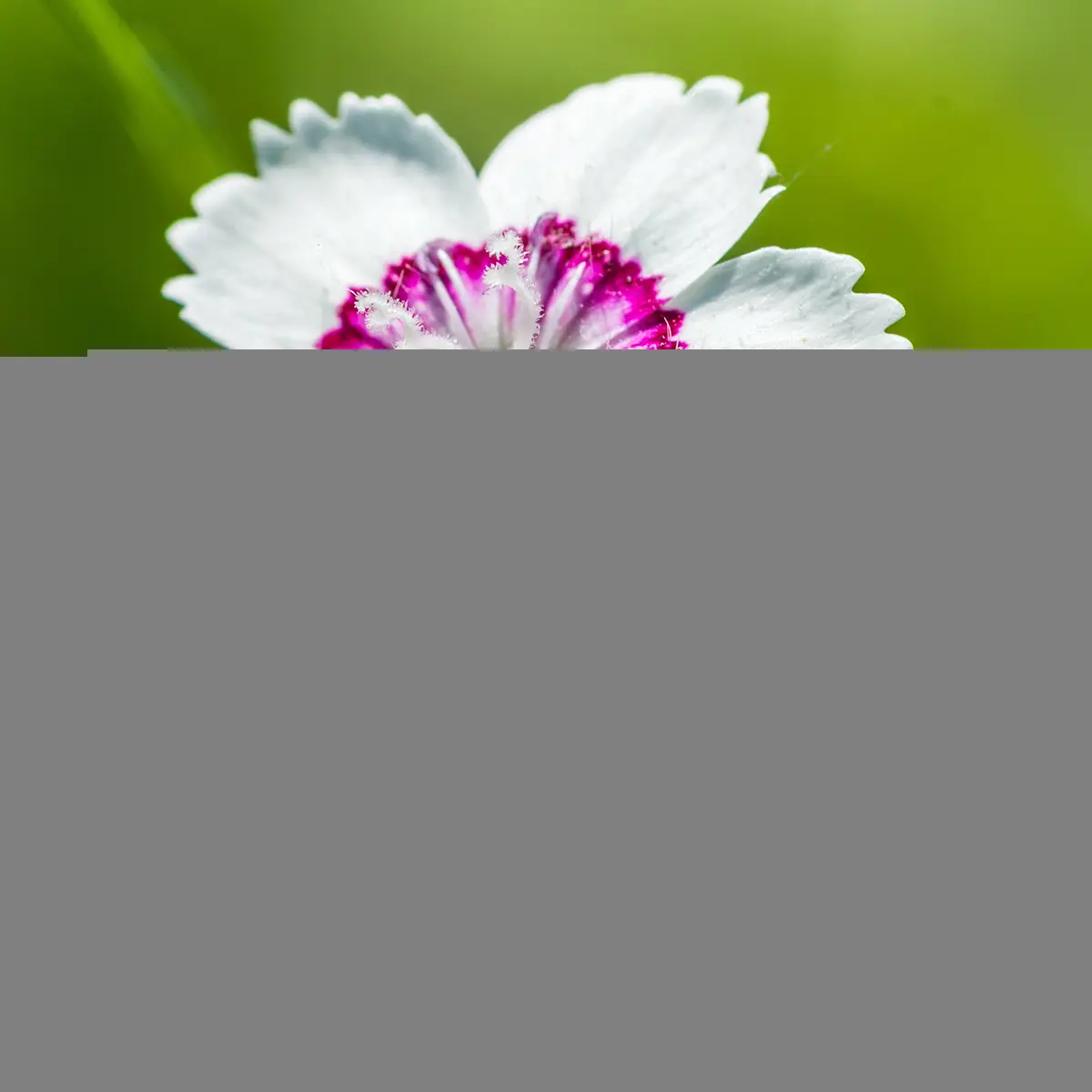 Dianthus deltoides Arctic Fire – Oeillet à delta Godet de 8/9 cm