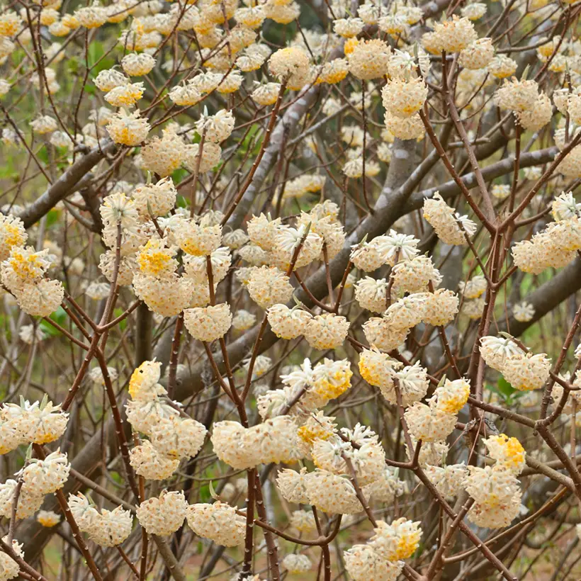 Edgeworthia chrysantha Nanjing Gold – Buisson à papier Pot de 2L/3L