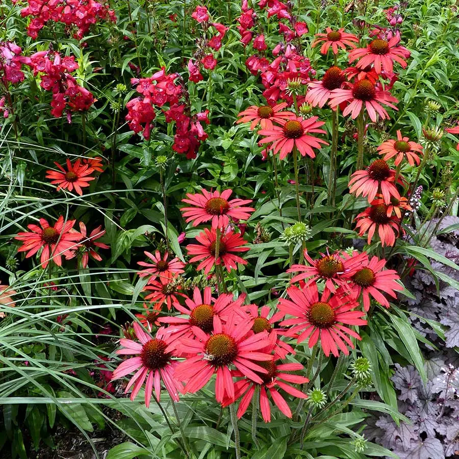 Echinacea Prima Ruby – Echinacée Godet de 8/9 cm