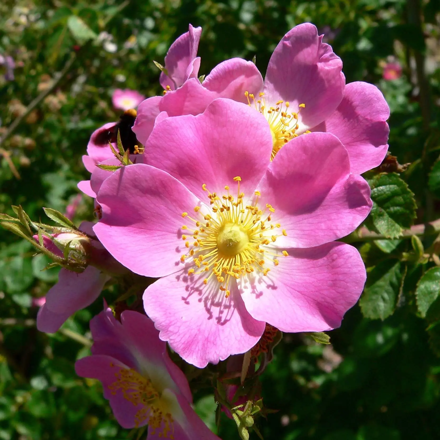 Eglantier odorant – Rosa rubiginosa Pot de 2L/3L
