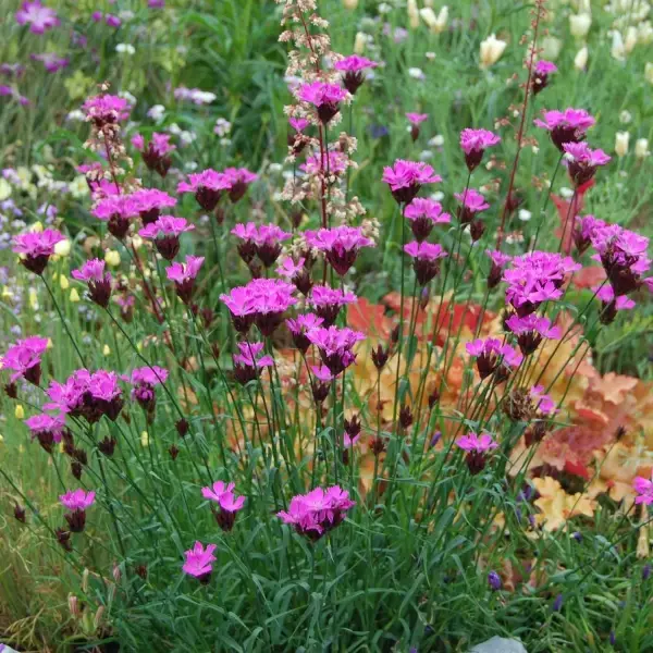 Dianthus carthusianorum – Oeillet des chartreux Godet de 8/9 cm