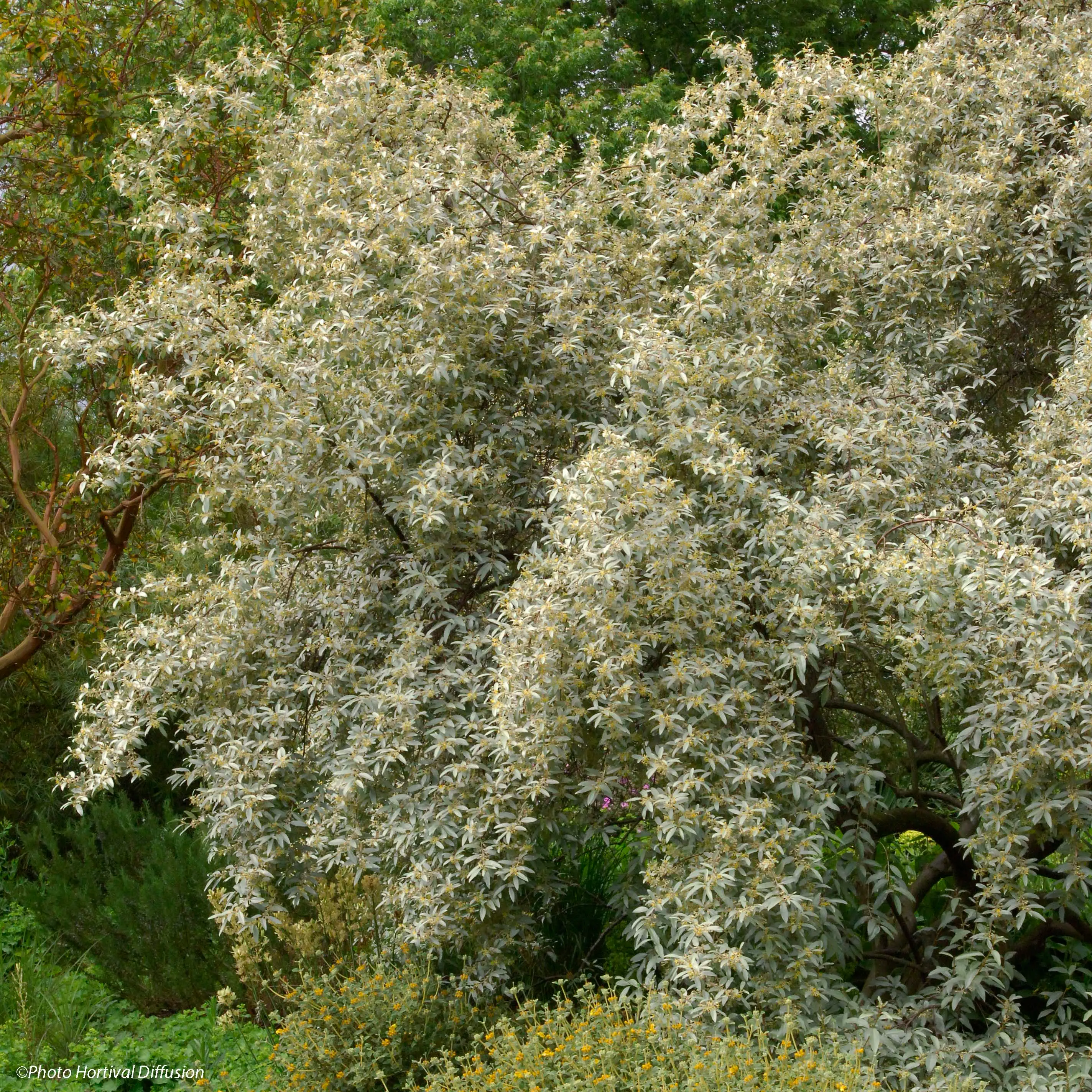 Elaeagnus commutata Zempin – Chalef argenté Pot de 4L/5L