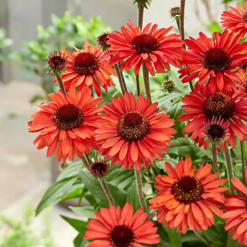 Échinacée SunSeekers® ‘Orange’ à fleurs Orange – feuillage Caduc – Godet – 5/20 cm- hauteur à maturité De 0,50 m à 1,00 m