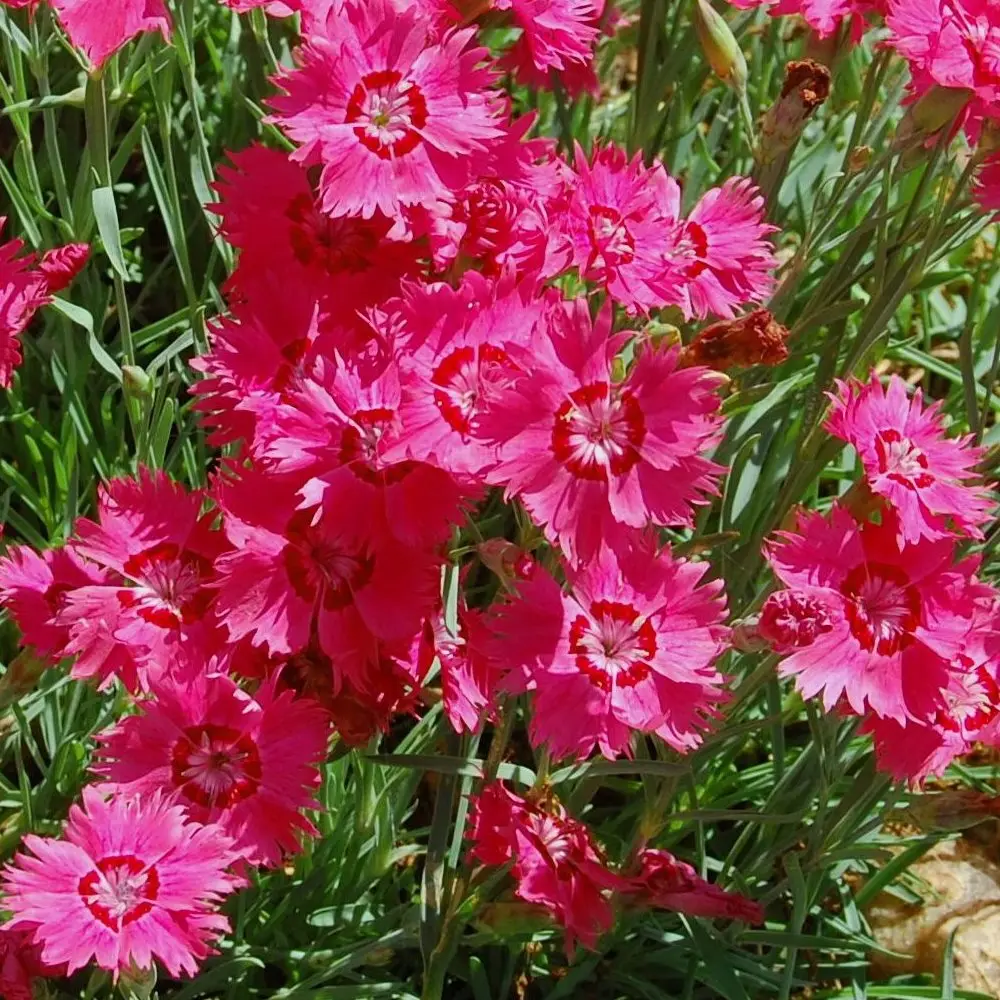 Dianthus deltoides Brillant – Oeillet des landes Godet de 7/8 cm