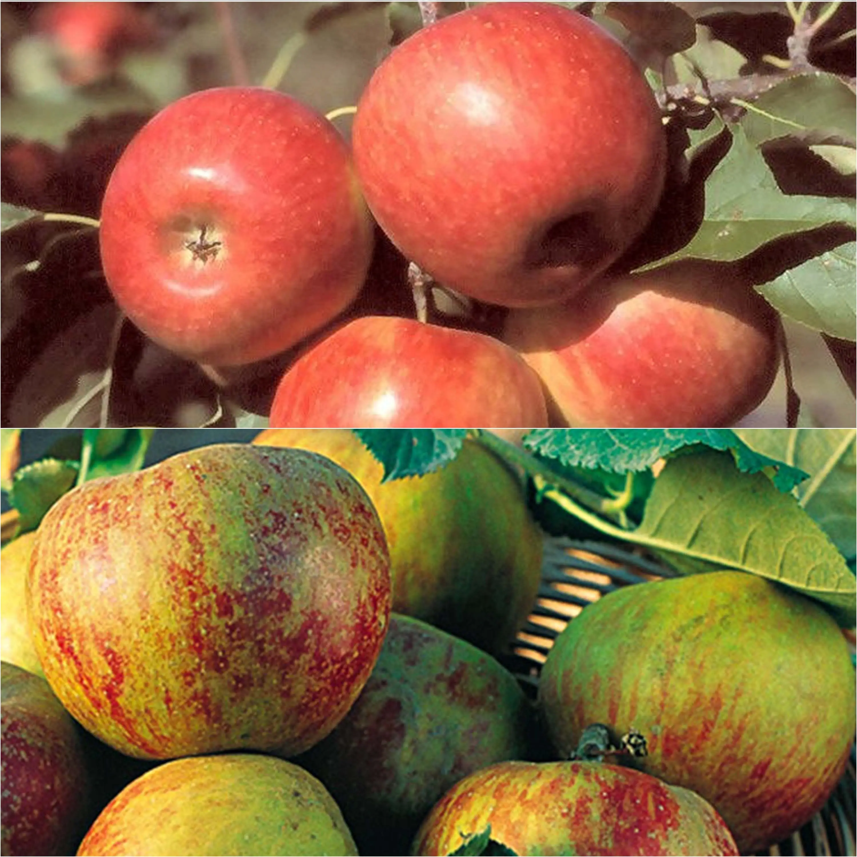Duo pollinisateur de pommes pour vos pâtisseries – Collection de 2 plantes