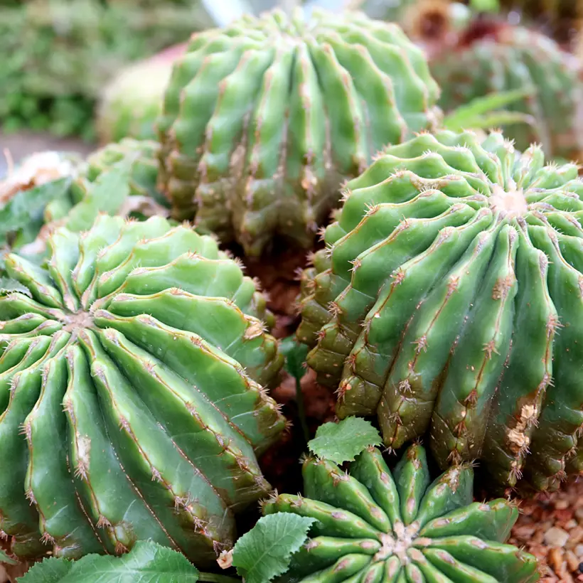 Echinocactus grusonii var. brevispinus – Coussin de Belle-mère Pot de 4L/5L, 15/16 diamètre