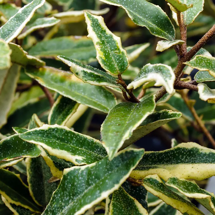 Elaeagnus pungens Hosuba Fukurin – Chalef panaché Pot de 3L/4L