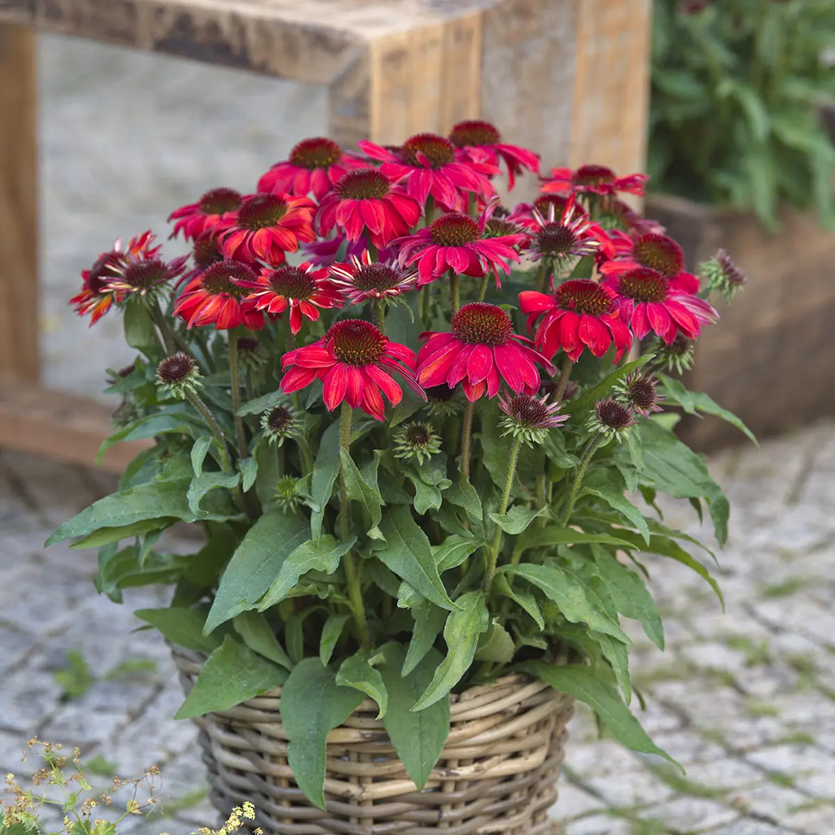 Echinacea Sun Magic Vintage Ruby – Echinacée Mini-motte Ø 3/4 cm (par 3)
