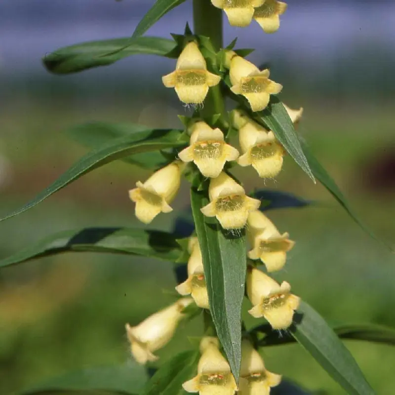 Digitale jaune à fleurs Jaune – feuillage Persistant – Godet – 5/20 cm- hauteur à maturité De 1,00 m à 1,50 m