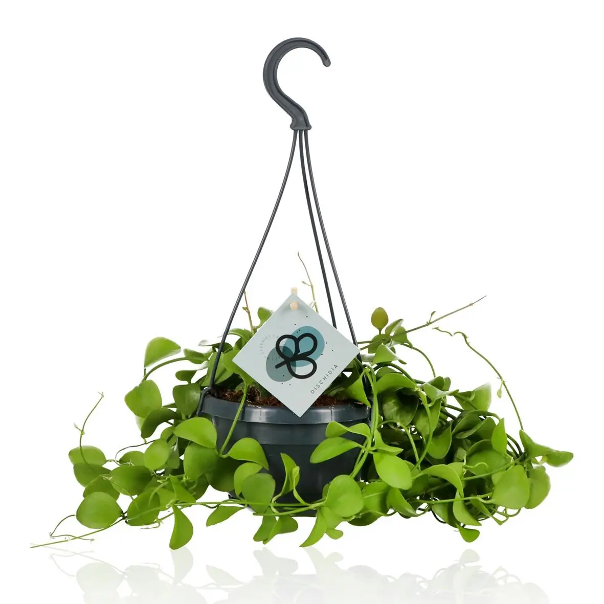 Dischidia Imbricata 40cm – Plante d’intérieur- La Green Touch