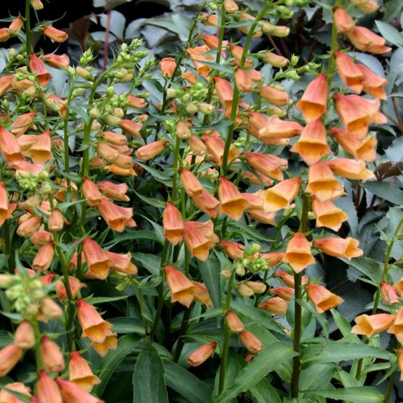 Digitale Goldcrest® à fleurs Orange – feuillage Persistant – Godet – 5/20 cm- hauteur à maturité De 1,00 m à 1,50 m