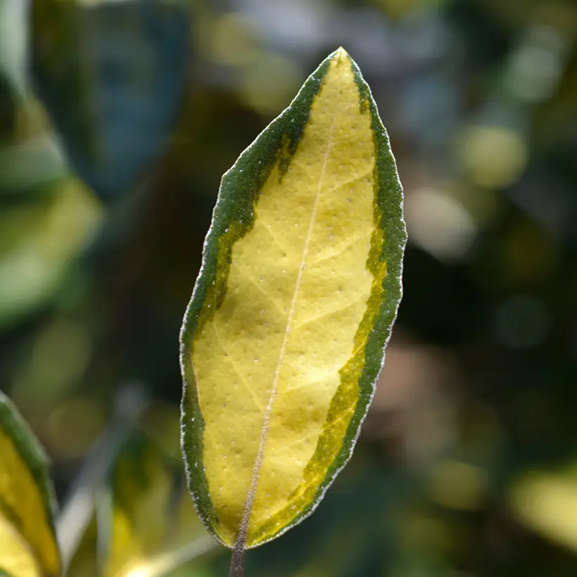 Elaeagnus ebbingei Limelight – Chalef de Ebbing Pot de 2L/3L