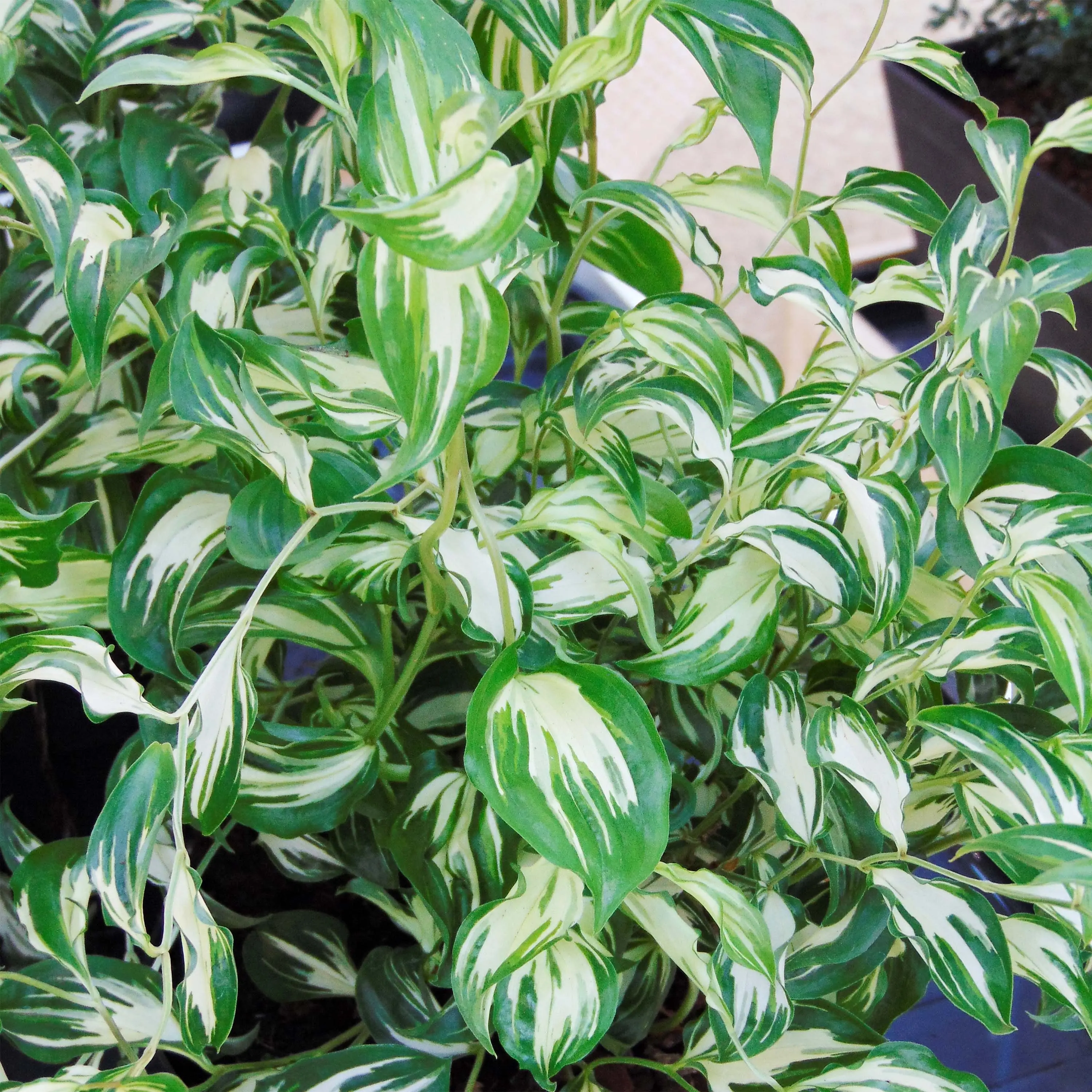 Disporum cantoniense Moonlight – Pot de 1.5L/2L