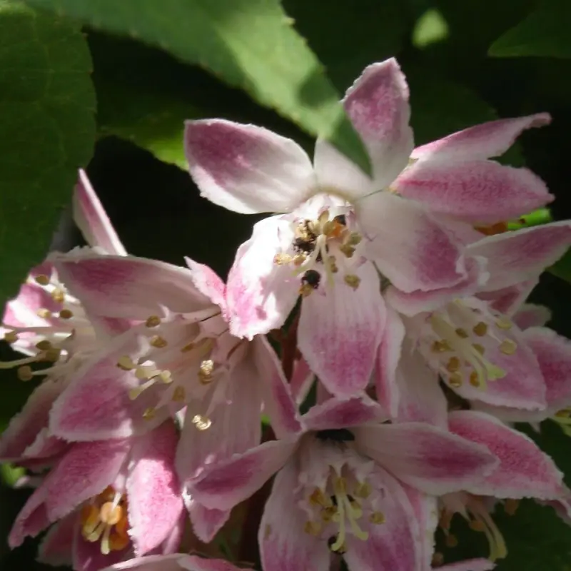 Deutzie Carminea, Deutzia à fleurs Rose – feuillage Caduc – Pot de 7,5L – 40/60 cm- hauteur à maturité De 1,50 m à 2,00 m