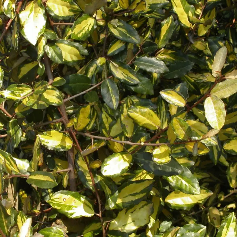 Elaeagnus piquant Maculata, Chalef à fleurs Blanche – feuillage Persistant – Pot de 7,5L – 80/100 cm- hauteur à maturité De 3,00 m à 5,00 m