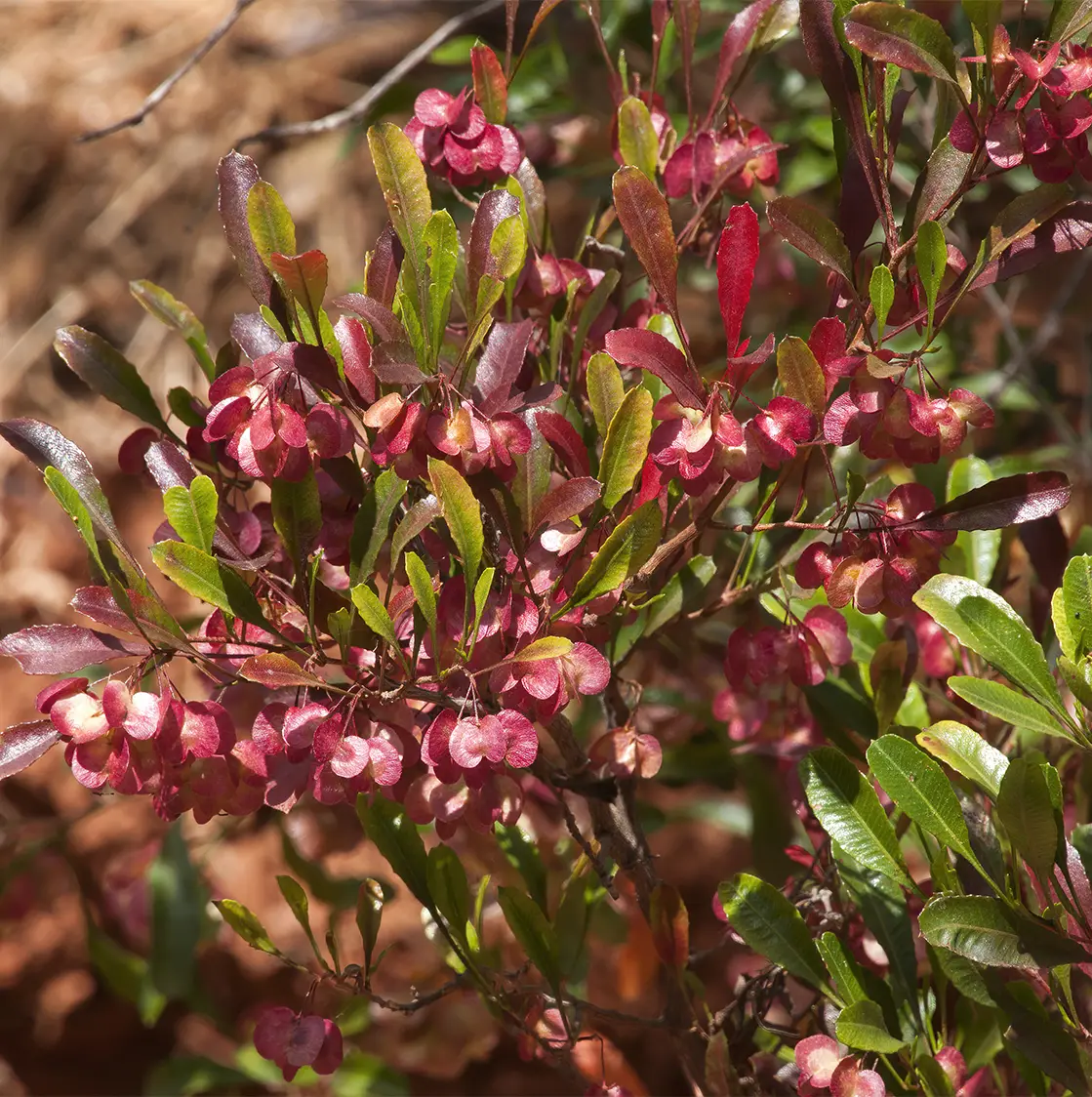 Dodonaea viscosa Purpurea – Dodonée visqueuse Pot de 3L/4L