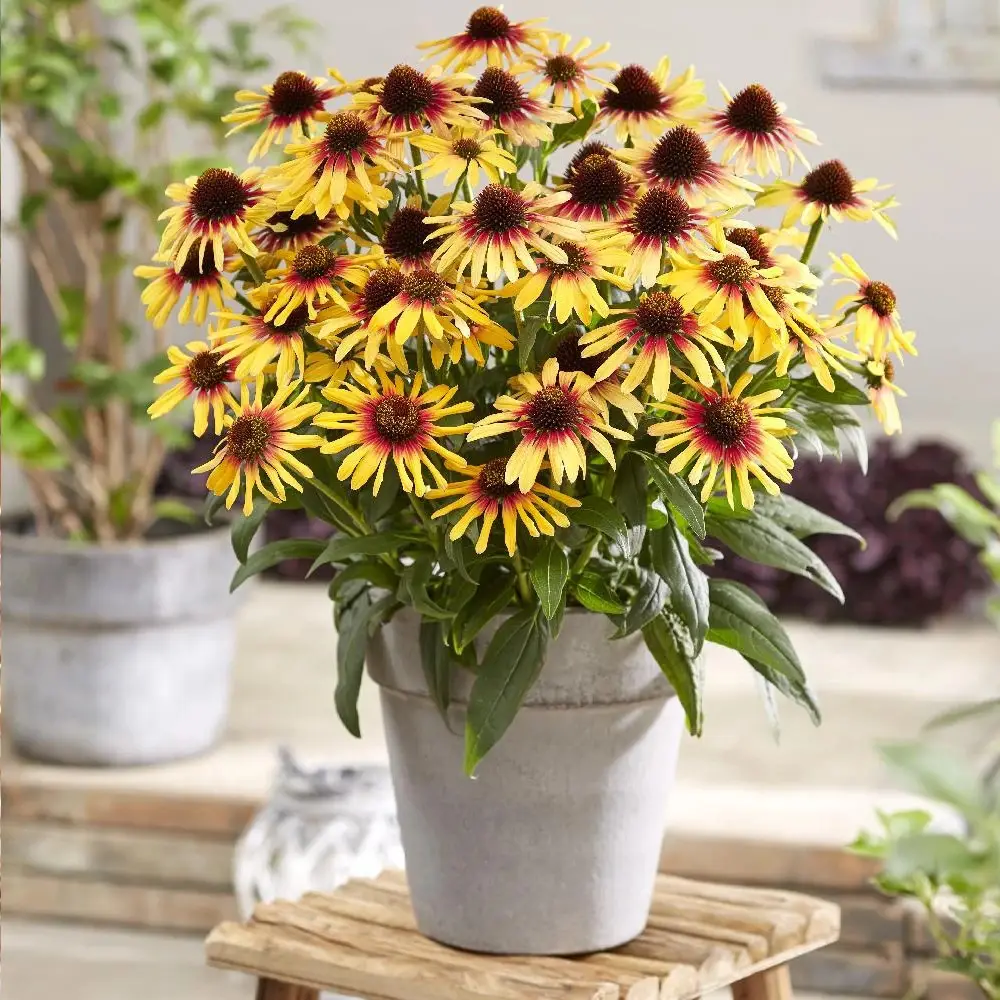 Échinacée SunSeekers® ‘Tequila Sunrise®’ à fleurs Jaune – feuillage Caduc – Godet – 5/20 cm- hauteur à maturité De 0,50 m à 1,00 m