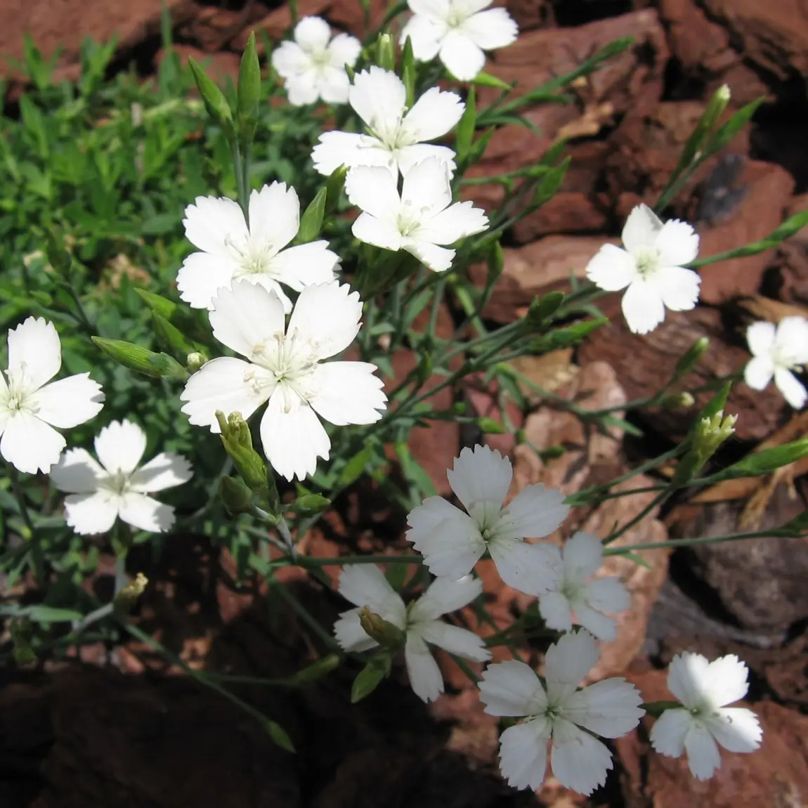 Dianthus deltoides Albiflorus – Oeillet des landes Pot de 2L/3L