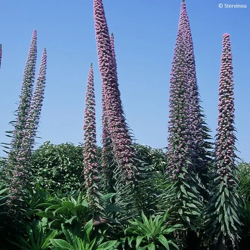 Echium pininana – Vipérine des Canaries Pot de 2L/3L
