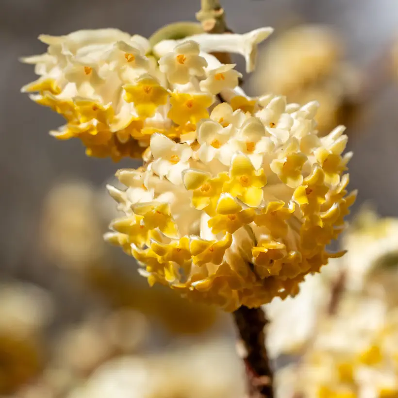 Edgeworthia chrysantha Grandiflora – Buisson à papier Pot de 4L/5L
