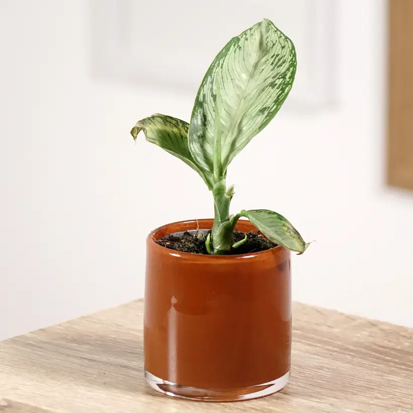 Dieffenbachia Tropic Snow Mini-plante