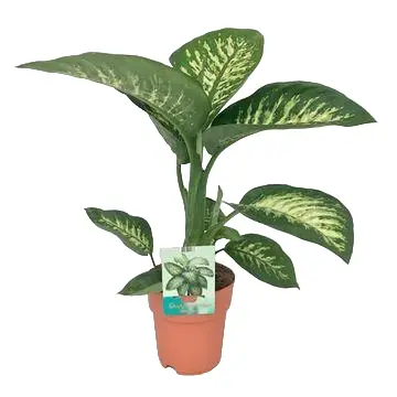 Dieffenbachia ‘Tropic Snow’ 70cm – Plante d’intérieur- La Green Touch