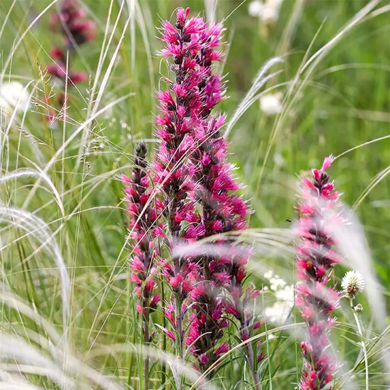 Echium russicum – Vipérine de Russie Godet de 8/9 cm