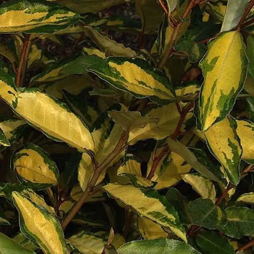 Elaeagnus ebbingei Eleador – Chalef Pot de 7,5L/10L