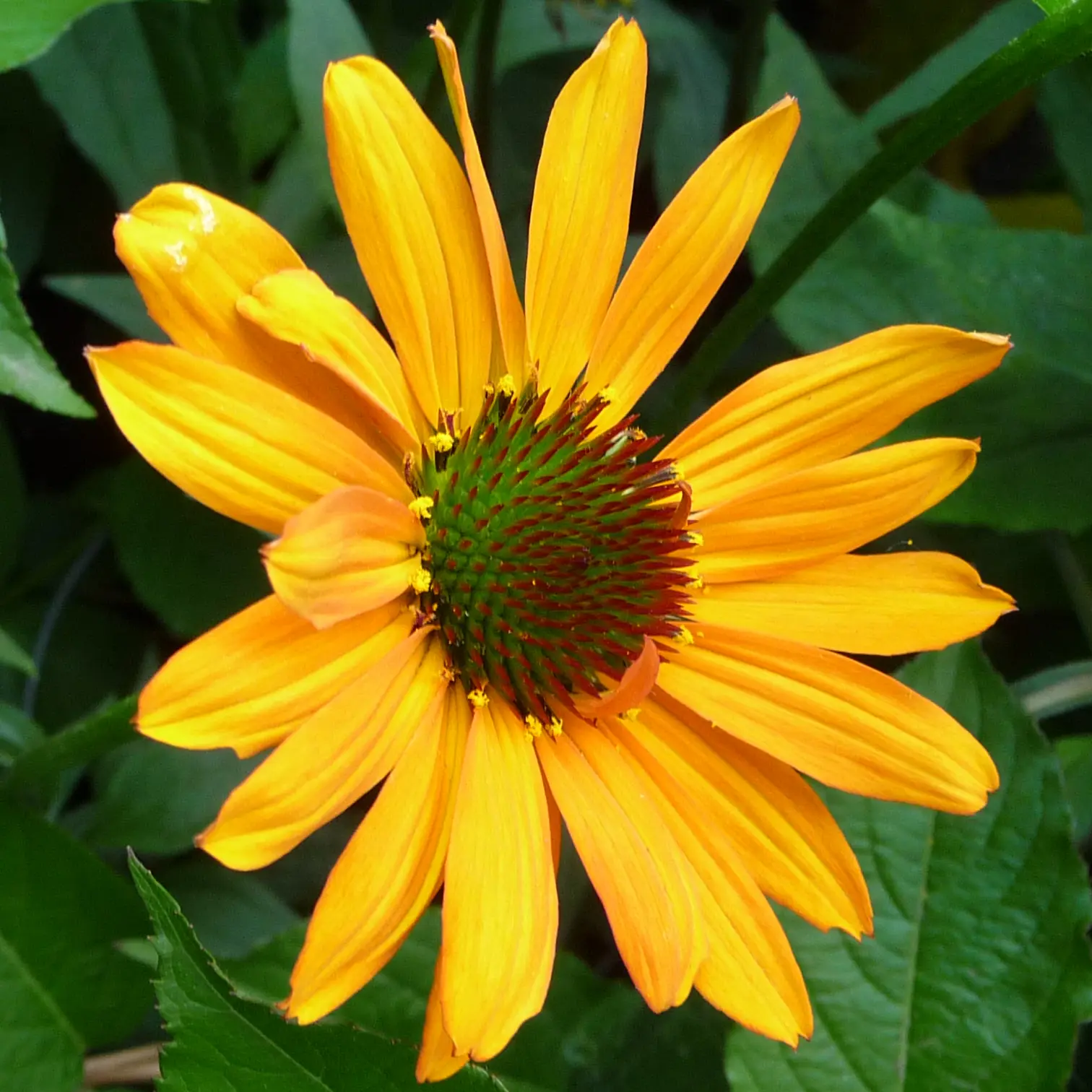 Echinacea Tiki Torch – Echinacée Godet de 8/9 cm