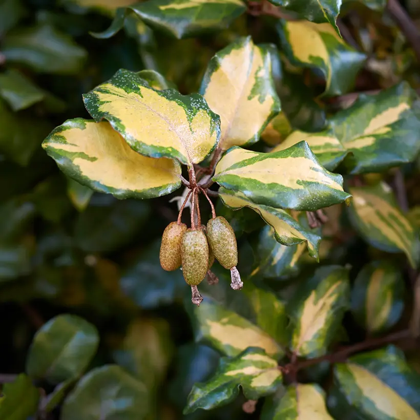 Elaeagnus pungens Maculata – Chalef panaché Godet de 8/9 cm