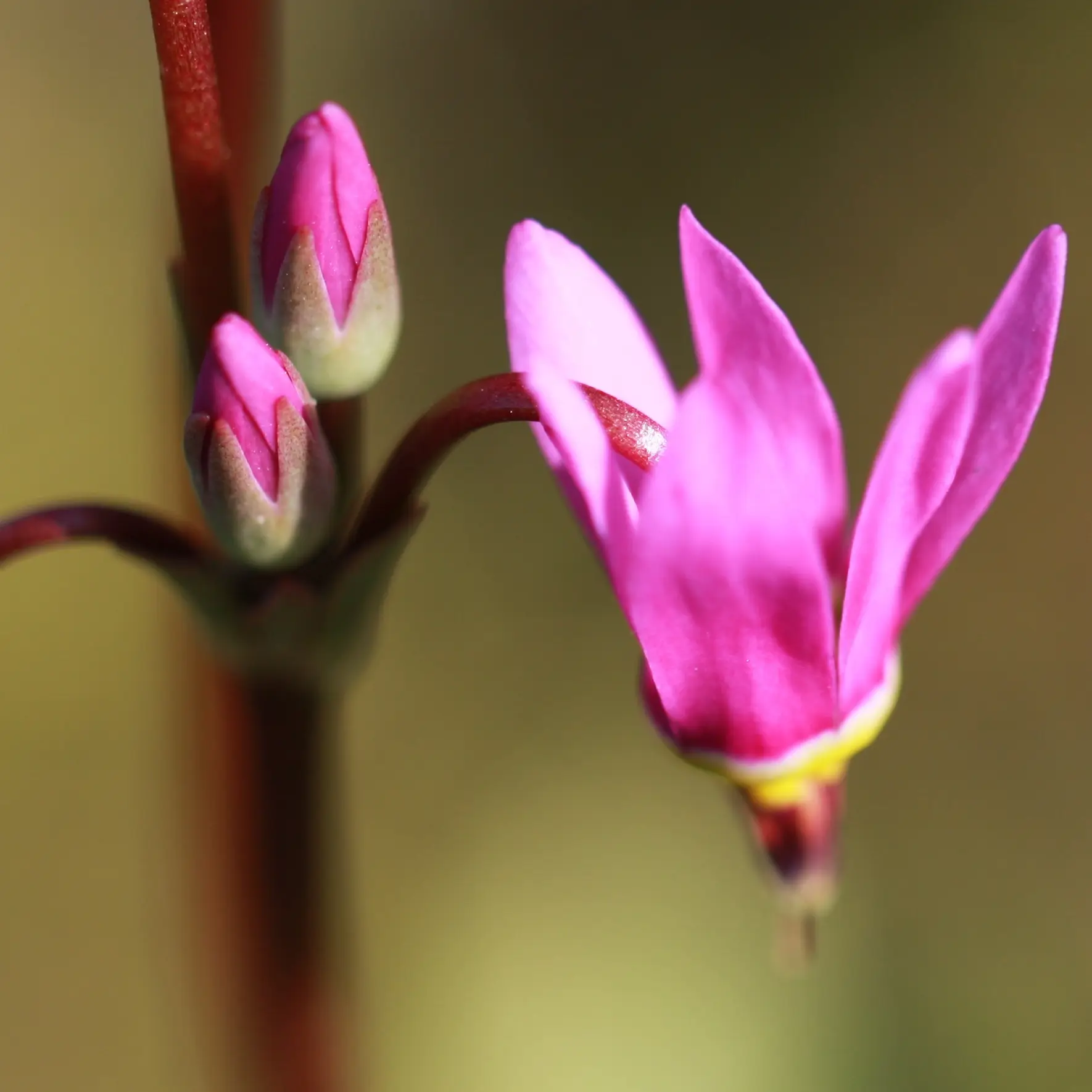 Dodecatheon jeffreyi Rotlicht – Gyroselle – racines nues