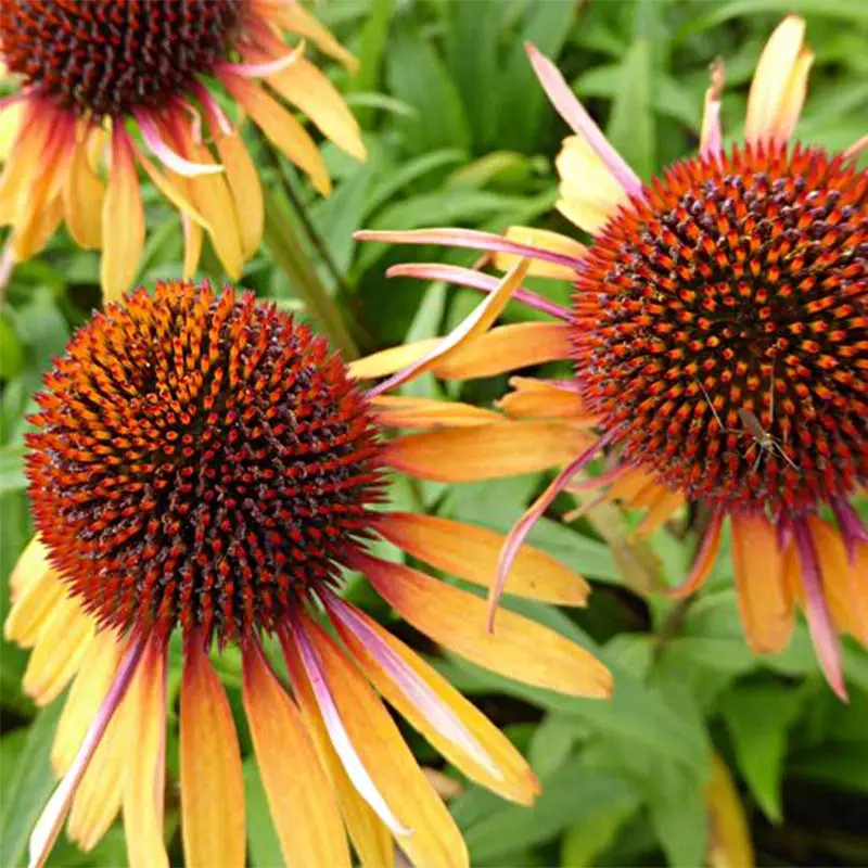 Echinacea purpurea Funky Yellow – Echinacée Godet de 8/9 cm