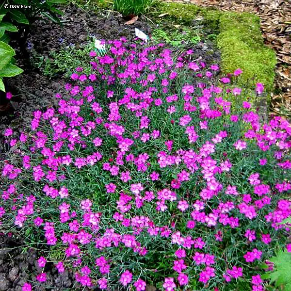 Dianthus deltoides – Oeillet à delta Pot de 1,5L/2L