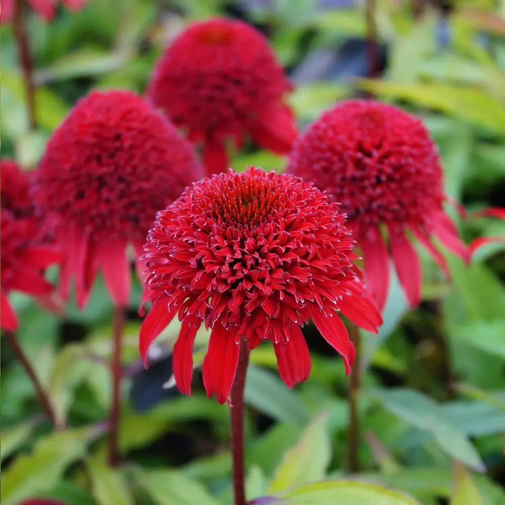 Échinacée Sunny Days® ‘Ruby®’ à fleurs Rouge – feuillage Caduc – Godet – 5/20 cm- hauteur à maturité De 0,50 m à 1,00 m