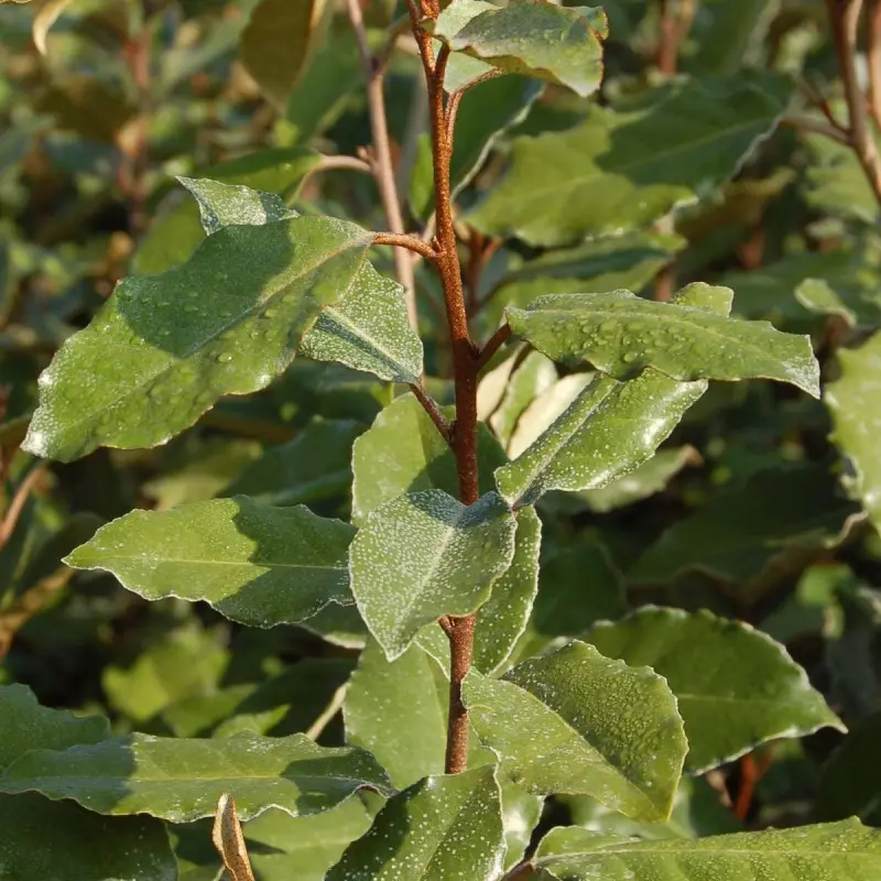Elaeagnus ebbingei, Chalef de Ebbing à fleurs Blanche – feuillage Persistant – Pot de 3L – 40/60 cm- hauteur à maturité De 3,00 m à 5,00 m