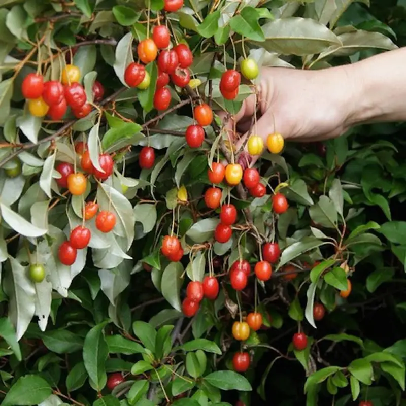 Elaeagnus Pointilla® ‘Sweet’n Sour’, Chalef d’automne à baies de goumi à fleurs Jaune – feuillage Persistant – Pot de 4L – 40/60 cm- hauteur à maturi
