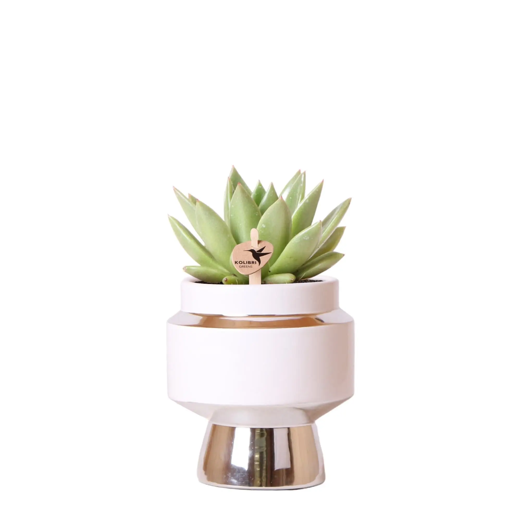 Succulente Echeveria Miranda le Chic Argent – D9