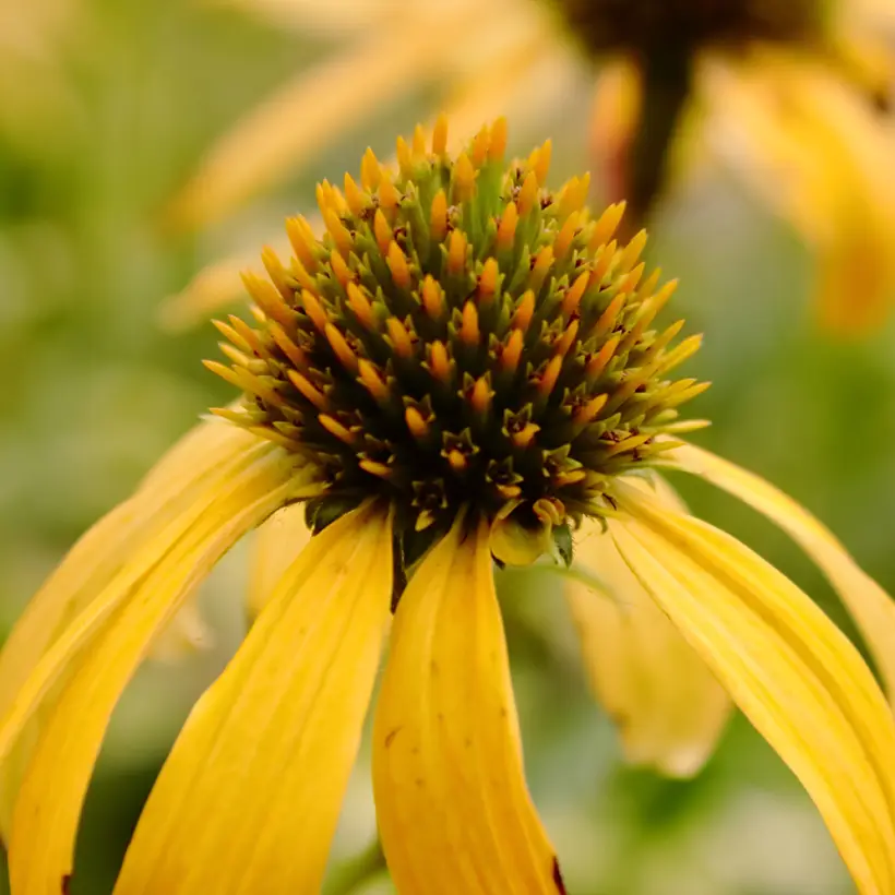 Echinacea Sunny Meadow Mama – Echinacée Godet de 8/9 cm