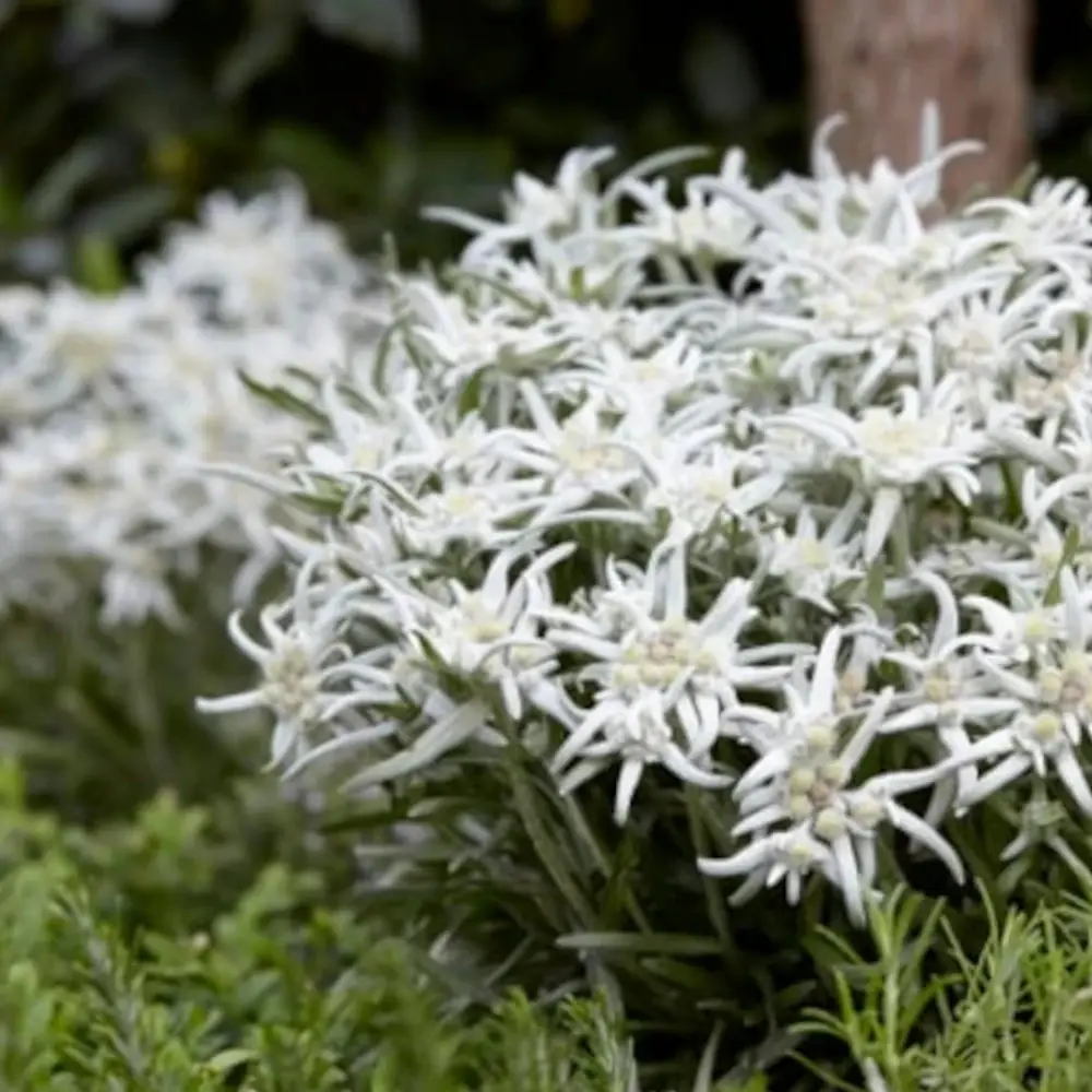 Edelweiss des Alpes Blossom of Snow ‘Berghman’ à fleurs Blanche – feuillage Persistant – Godet – 5/20 cm- hauteur à maturité De 0,15 m à 0,50 m