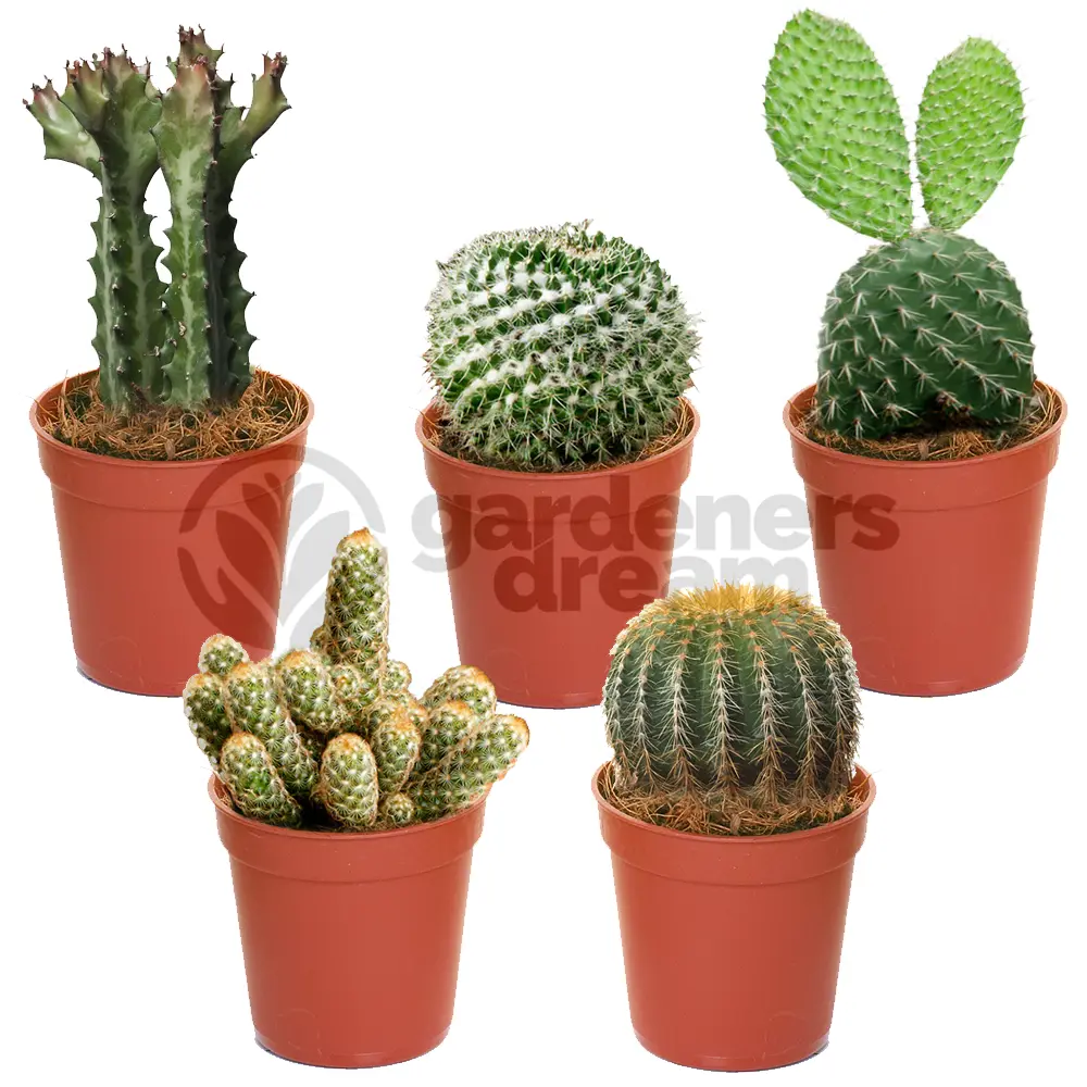 Ensemble Cactus Et Plantes Grasses Naturelles Gardenersdream – Assortiment De 5 Plantes Succulentes Naturelles – Idéal Pour Maisons Et Bureaux