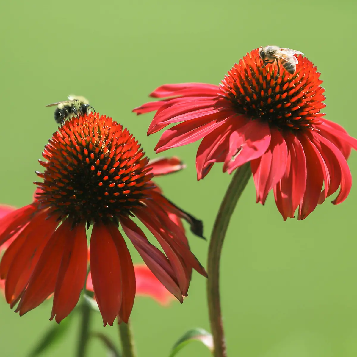 Echinacea Tomato Soup – Echinacée Godet de 8/9 cm