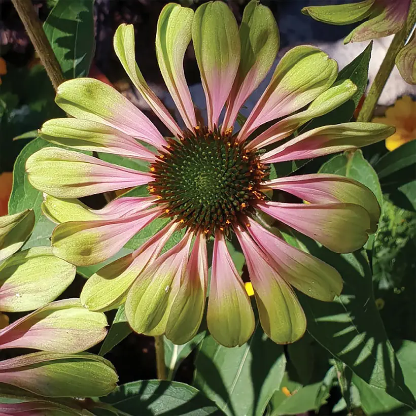 Echinacea purpurea Espinoso Green – Echinacée Godet de 8/9 cm