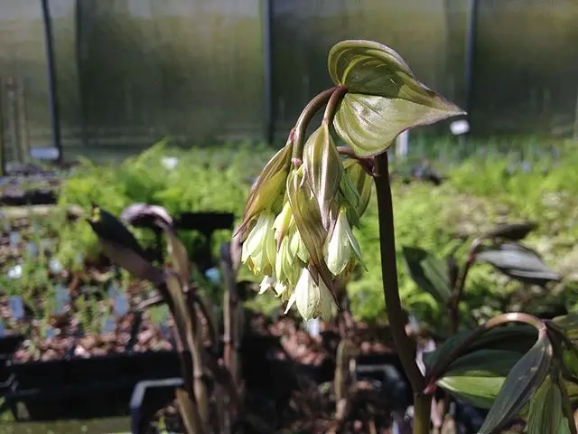 Disporum megalanthum – Cloche des fées Godet de 8/9 cm