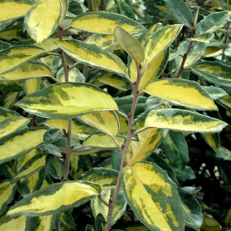 Elaeagnus panaché Limelight, Chalef à fleurs Blanche – feuillage Persistant – Pot de 7,5L – 60/80 cm- hauteur à maturité De 3,00 m à 5,00 m