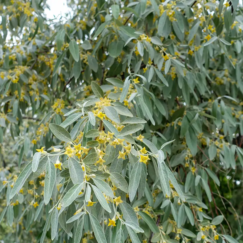 Elaeagnus angustifolia – Olivier de Boheme Pot de 2L/3L