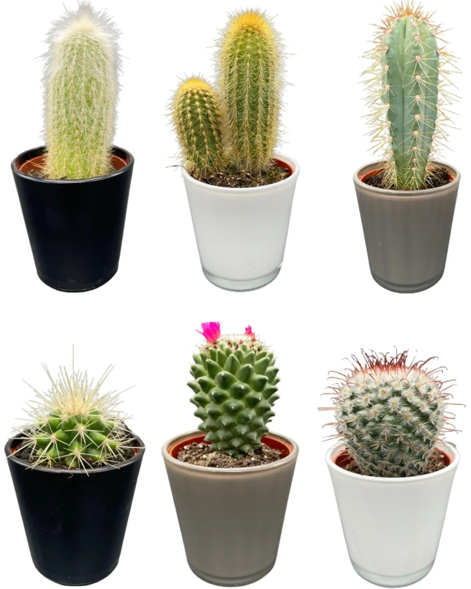 Ensemble Cactus Modernes – 6 Variétés- La Green Touch